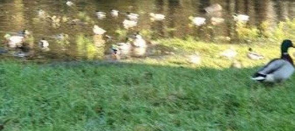 1 Schlafzimmer Wohnung in Herzogtum Lauenburg, Germany, Nr. 106650 15