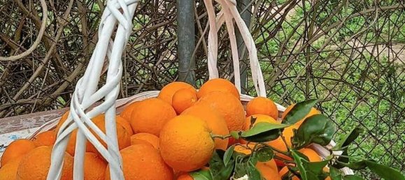 3 bedrooms House in Dolores, Spain No. 185190 4