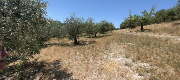 Terreno en Morlupo, Italy No. 67527 11