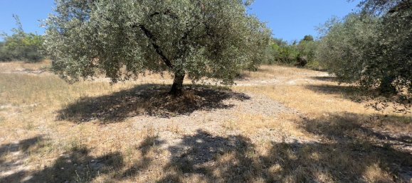 Terreno en Morlupo, Italy No. 67527 7