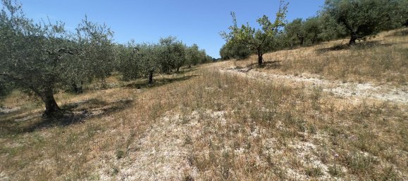 Terreno en Morlupo, Italy No. 67527 14