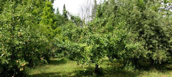 Grundstück in Mansfeld-Südharz, Germany, Nr. 279628 11