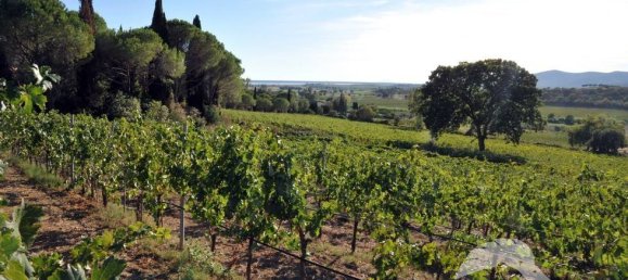 5-Zimmer Gewerbliche Immobilie in Castiglione della Pescaia, Italy, Nr. 207308 21