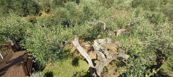 Terreno de 6 habitaciónes en Massarosa, Italy No. 79960 18