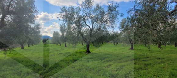 4 rooms House in Vieste, Italy No. 21025 18