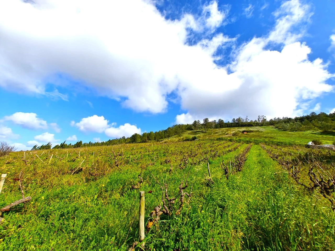 Terreno en Cadaval, Portugal No. 191505