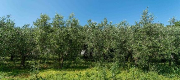 15 rooms House in Rosignano Marittimo, Italy No. 225383 23