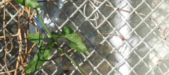 Terreno em Valencia, Spain 14707 m² N.º 138278 16