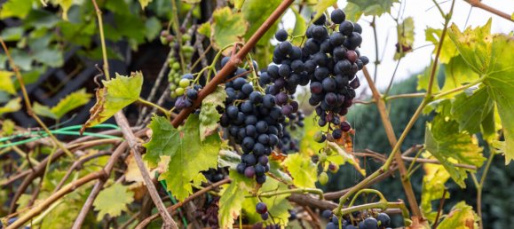 5-Zimmer Stadthaus in Oldenburg, Germany, Nr. 355454 59