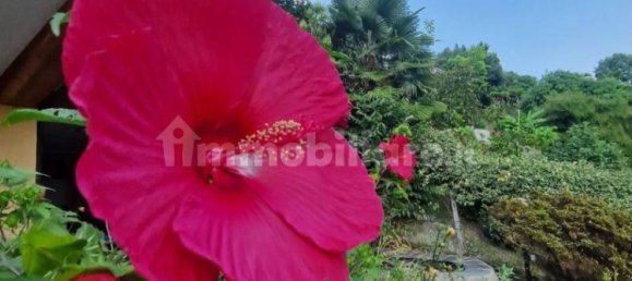 3 chambres Villa à Miasino, Italy No. 64766 5