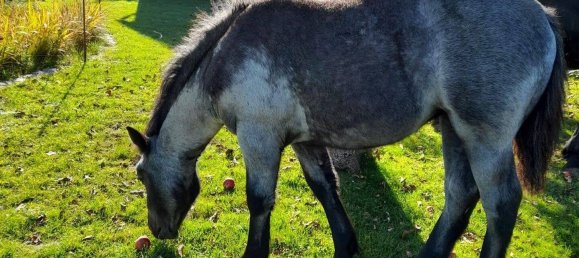 Casa de 7 habitaciónes en Potsdam-Mittelmark, Germany No. 261889 33