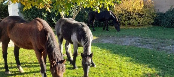 Casa de 7 habitaciónes en Potsdam-Mittelmark, Germany No. 261889 34