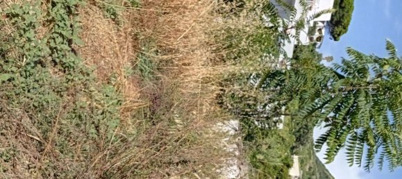 9 bedrooms Villa in Forio, Italy No. 297682 35