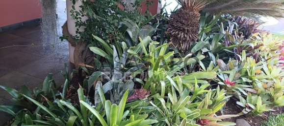 4 Schlafzimmer Haus in Funchal, Portugal, Nr. 146491 21