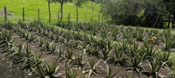 2 bedrooms House in Tilaran, Costa Rica No. 691 5