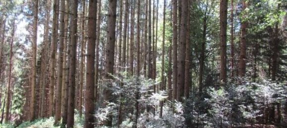 Земельный участок в Пассау, Германия № 152281 6