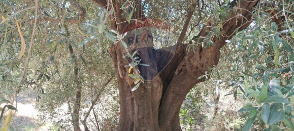 Terrain à Castelmola, Italy 1800m² No. 295053 22