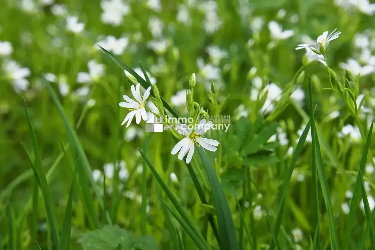 Terrain à Wollersdorf-Steinabruckl, Austria No. 43451