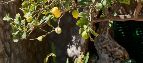 6 bedrooms House in Palma de Majorca, Spain No. 135832 31