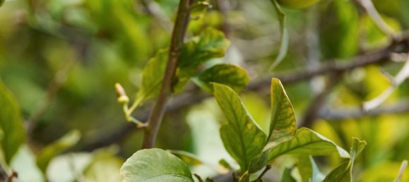 6 bedrooms House in Palma de Majorca, Spain No. 135832 29