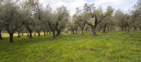 Terrain à Poggio Mirteto, Italy 35500m² No. 204964 12