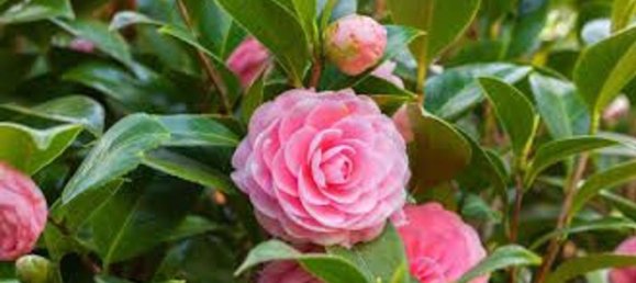 6 rooms House in Altopascio, Italy No. 146795 20