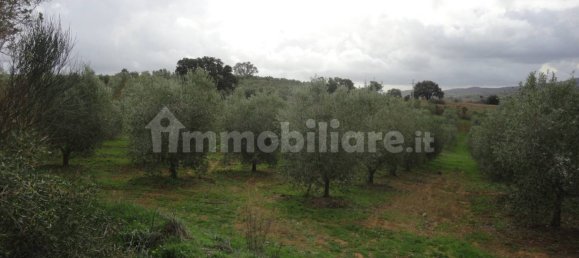 210m² Land in Magliano in Toscana, Italy No. 79599 2