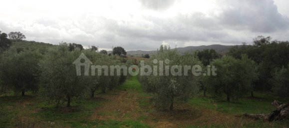 210m² Land in Magliano in Toscana, Italy No. 79599 3