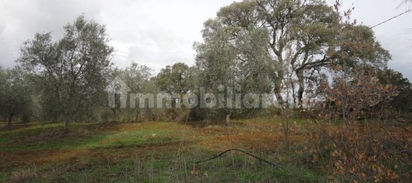 210m² Land in Magliano in Toscana, Italy No. 79599 5