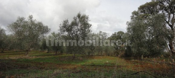 210m² Land in Magliano in Toscana, Italy No. 79599 21