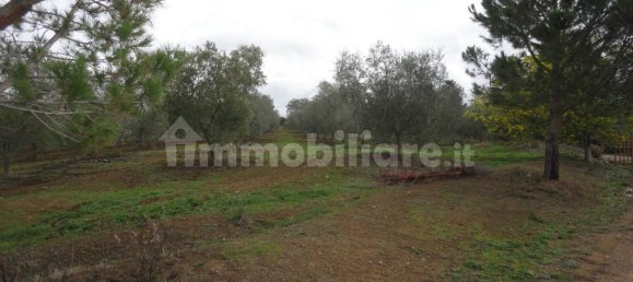 210m² Land in Magliano in Toscana, Italy No. 79599 16