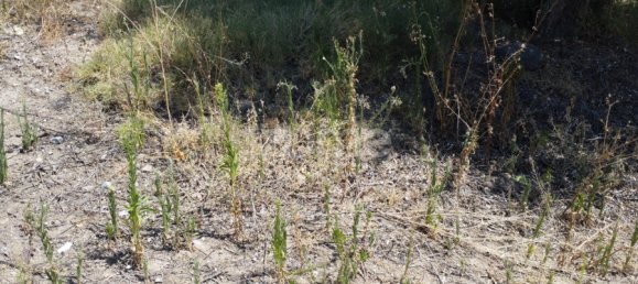 2 Schlafzimmer Haus in Campo Maior, Portugal, Nr. 85132 28