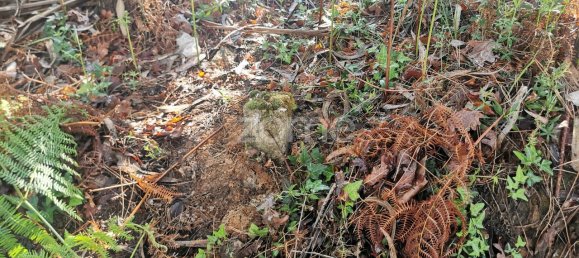 Grundstück in Agueda, Portugal 2650m², Nr. 80512 7