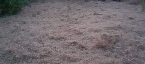  قطعة أرض في San Giovanni la Punta, Italy 4000متر مربع رقم 251473 4