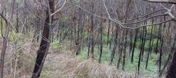 3 bedrooms House in Serta, Portugal No. 32051 8