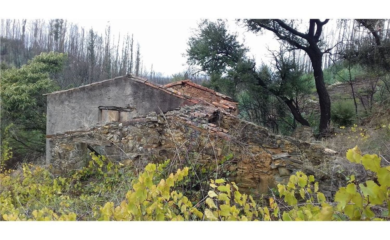 3 bedrooms House in Serta, Portugal No. 32051