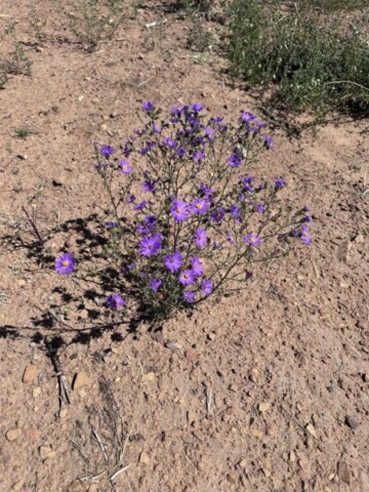 Земельный участок в Montrose, США № 484006