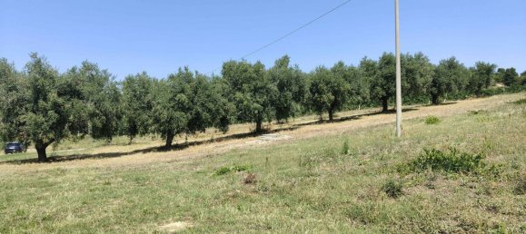 7610m² Land in Acquaviva Picena, Italy No. 309762 8
