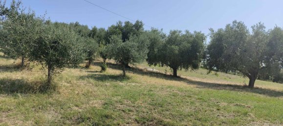 7610m² Land in Acquaviva Picena, Italy No. 309762 28