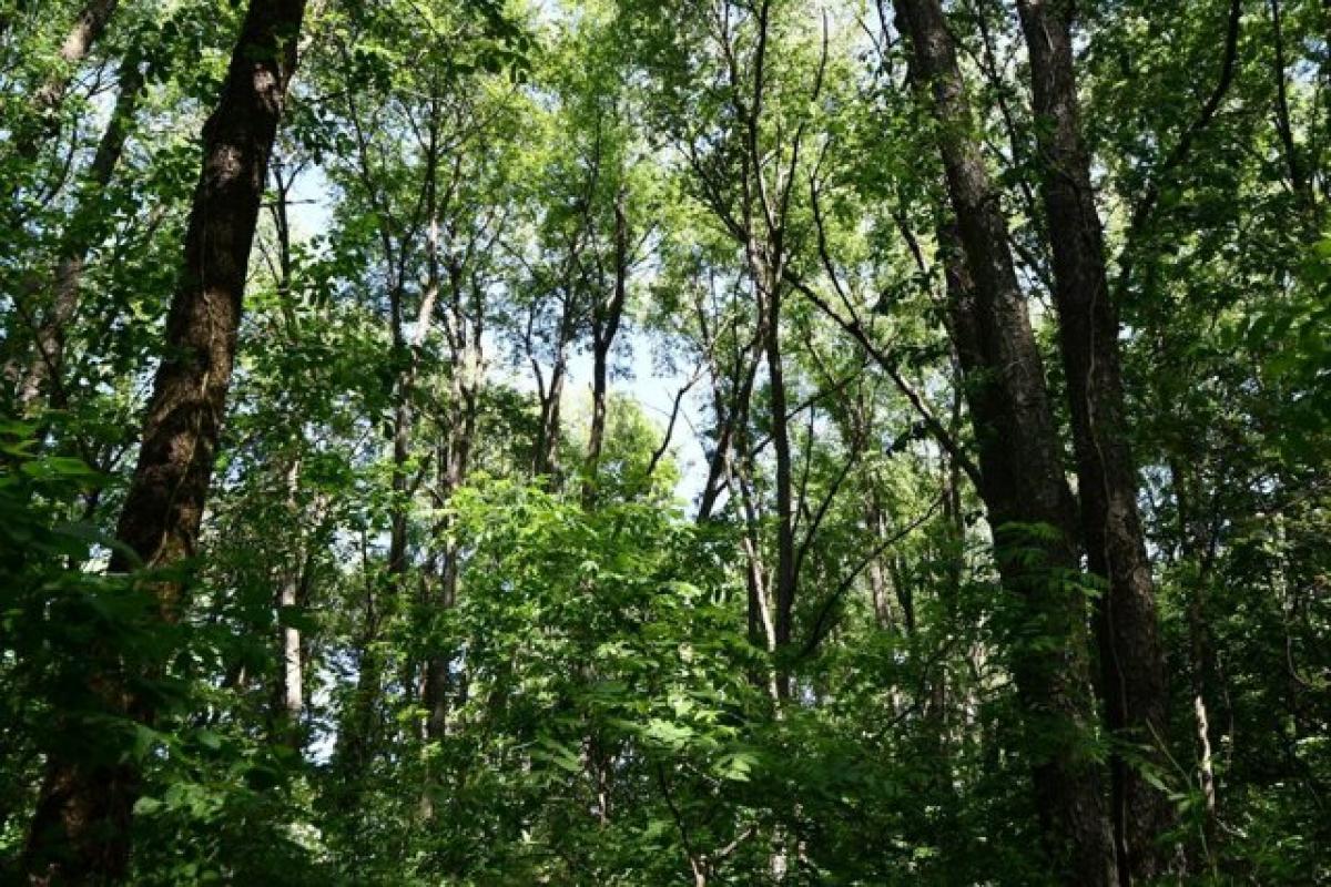 Terrain à Macy, USA No. 529602