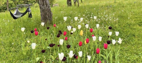 5 rooms House in Minihof-Liebau, Austria No. 152532 11