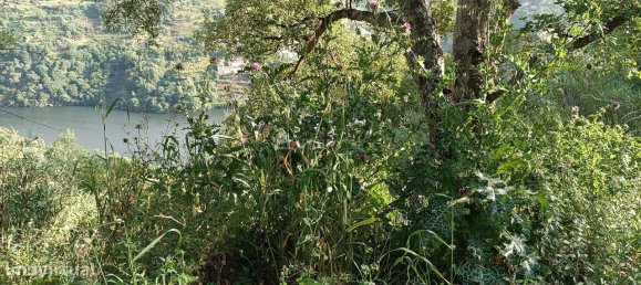 Terreno en Baiao, Portugal 8187 m² No. 83737 27