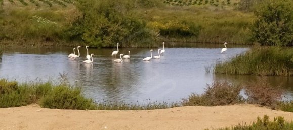 Terrain à Vila Nova de Cacela, Portugal 118050m² No. 154406 39