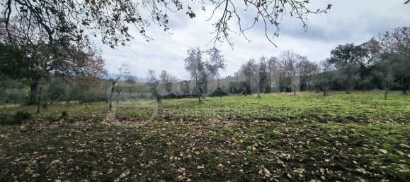 قطعة أرض في Scarlino, Italy 17000متر مربع رقم 210631 29