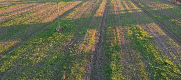 40000m² Land in Capalbio, Italy No. 166107 4