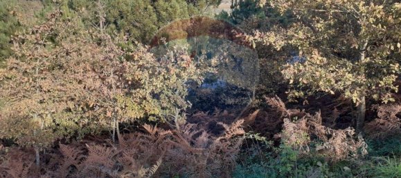 2050m² Land in Soalhaes, Portugal No. 62102 6