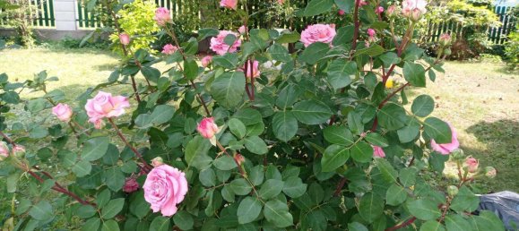 9 rooms House in Wiener Neustadt, Austria No. 217703 20