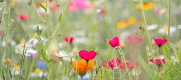 Terrain à Montgivray, France 3100m² No. 55385 2