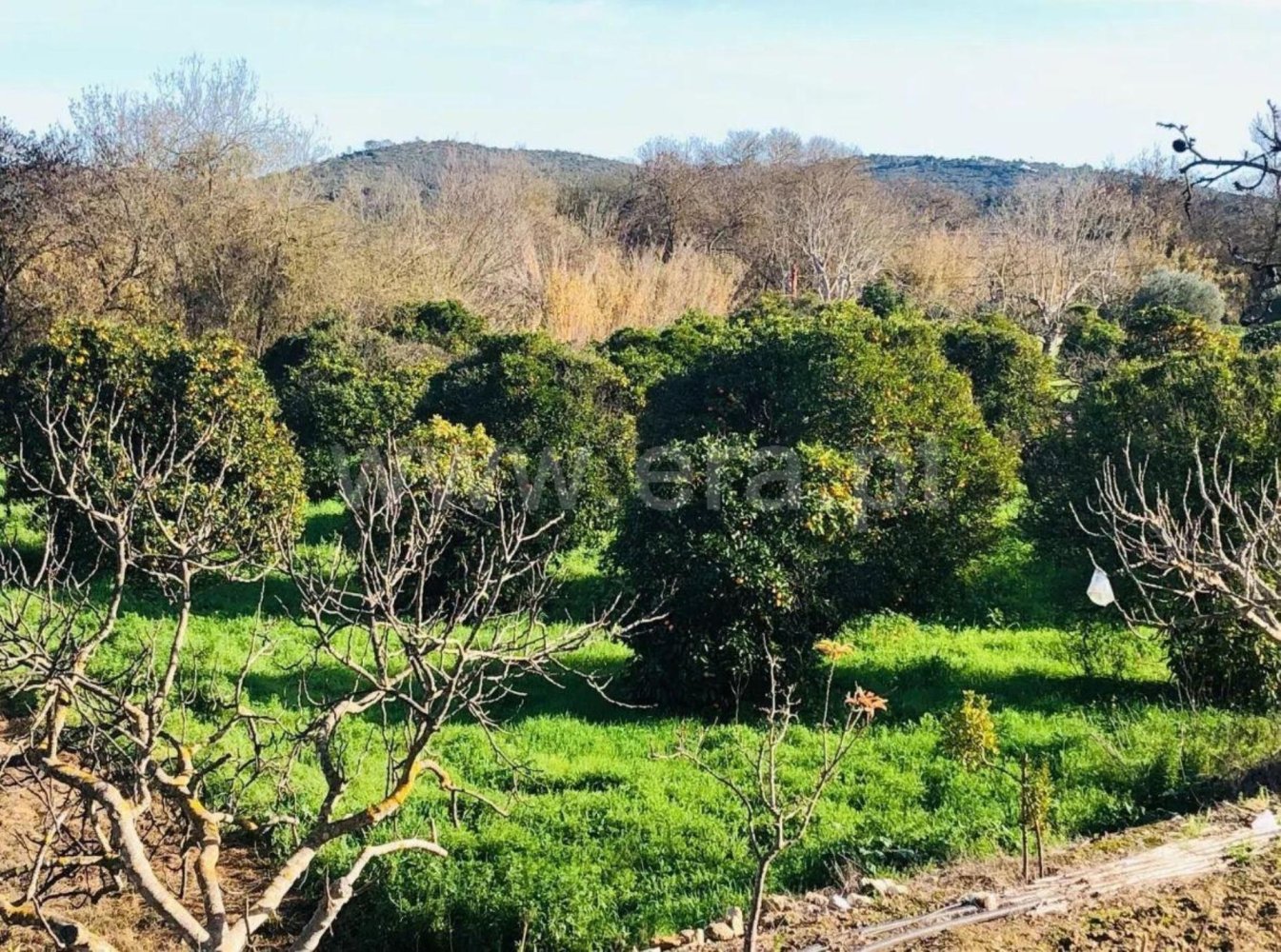 Terrain à Paderne, Portugal No. 277531