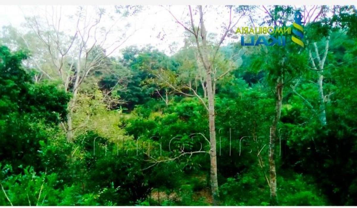  Land in Veracruz, Mexico No. 203894